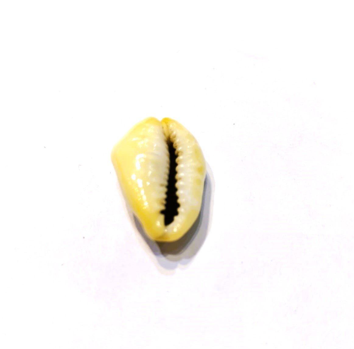 Cowry