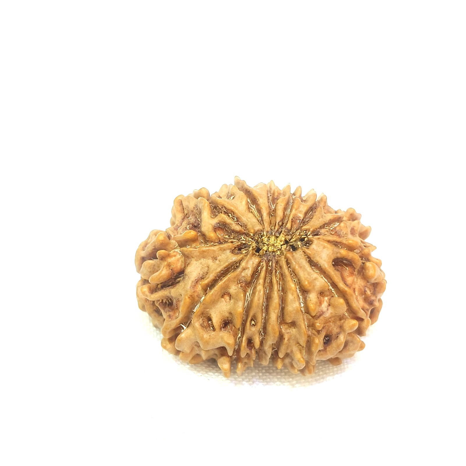 14 mukhi rudraksha