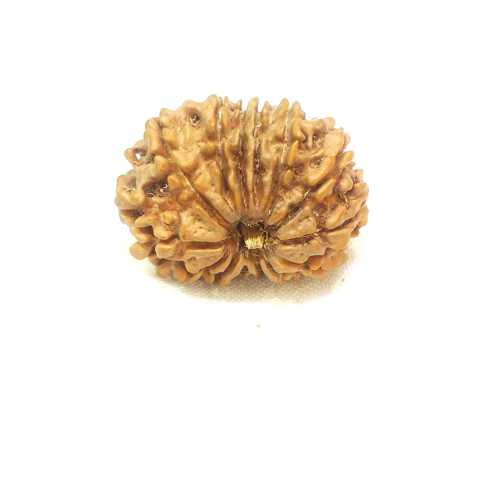 14 mukhi rudraksha