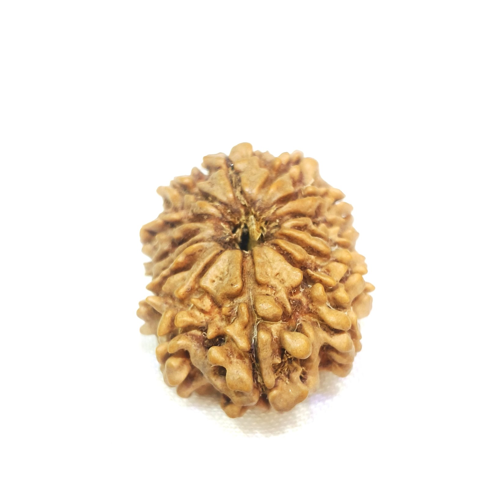 14 mukhi rudraksha