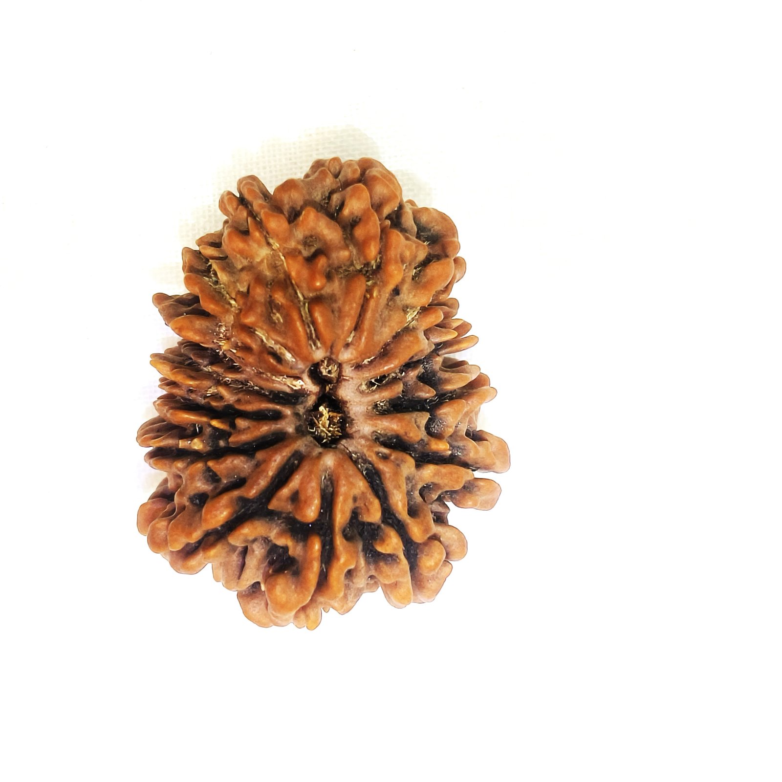 14 mukhi rudraksha